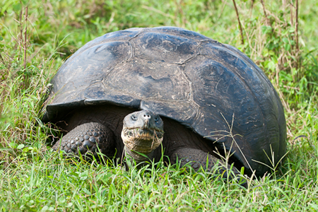 Giant Tortoise